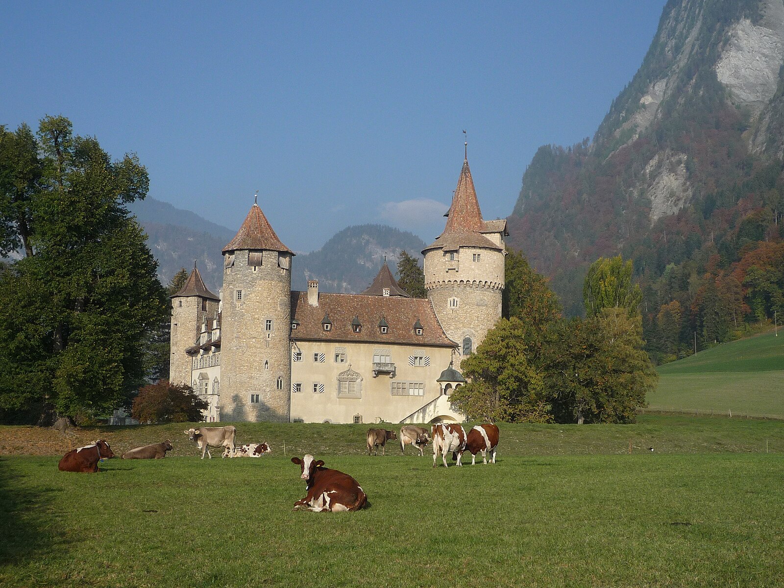 schweiz kuhe